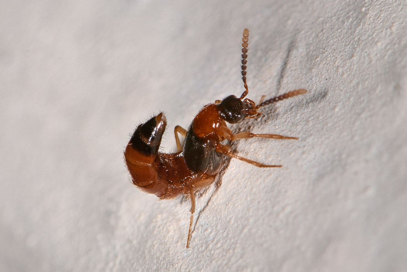 Staphylinidae: Zyras sp? S, Zyras collaris